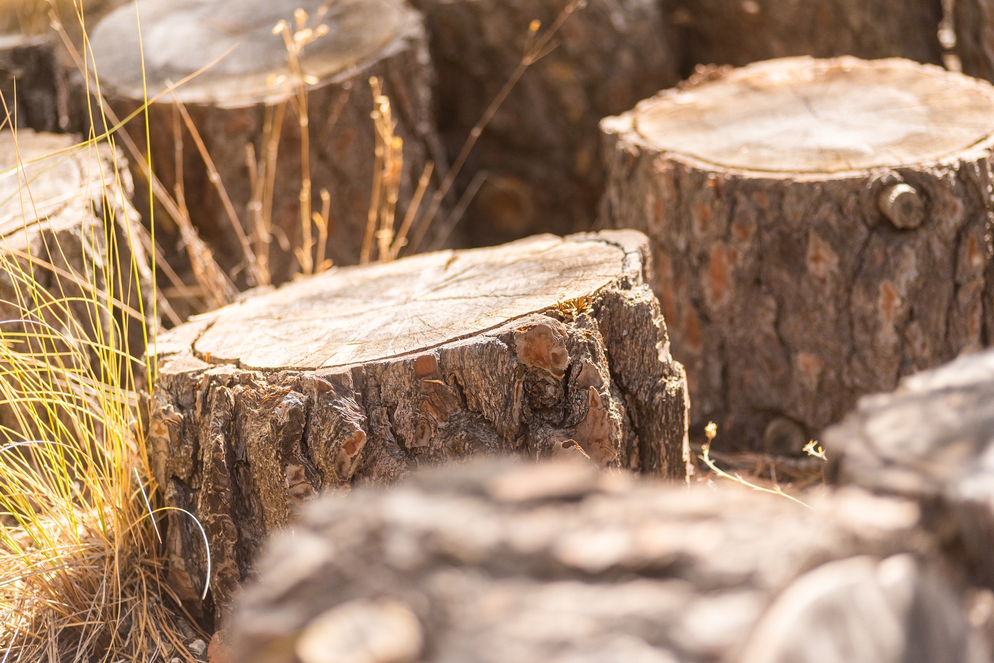 Group of tree stumps in sunny countryside