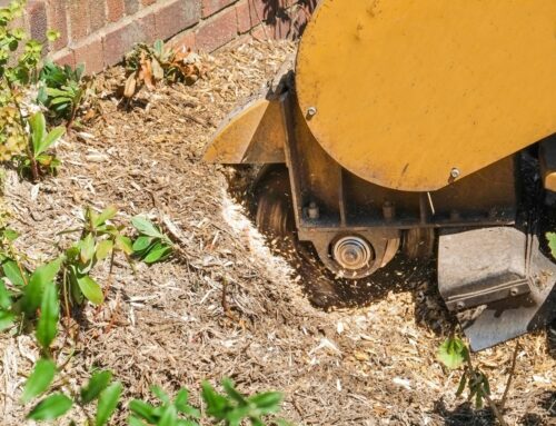 Effektive Baumstumpfentfernung: Ein Leitfaden für Hausbesitzer, Gärtner und Landschaftsprofis