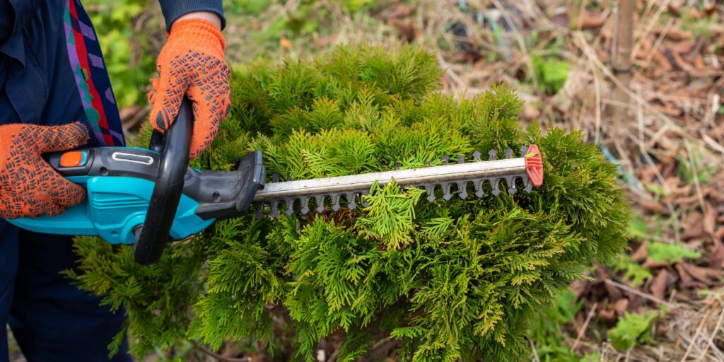 Hecken entfernen Baumstumpf Entfernung kosten