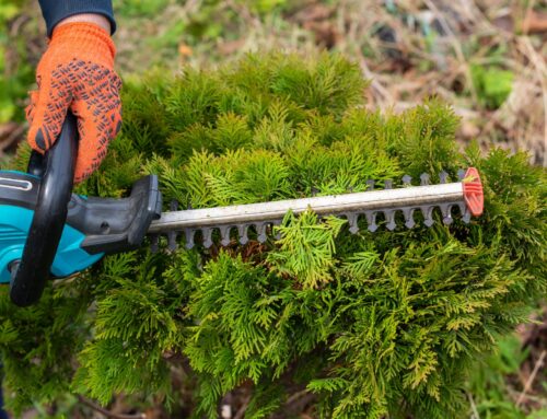 Heckenentfernung leicht gemacht – Ein Leitfaden für Hausbesitzer und Landschaftsgestalter