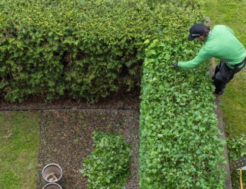 Professionelle Heckenenfernung: Warum Sie Ihre Hecken in Expertenhände geben sollten