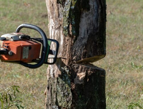 Baum fällen lassen: Genehmigung, Kosten & Ablauf im Überblick