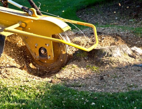 Baumstumpf entfernen – so wird Ihr Garten wieder eben