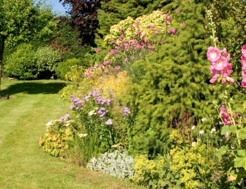 Sommergarten in Topform: Pflegetipps für heiße Monate