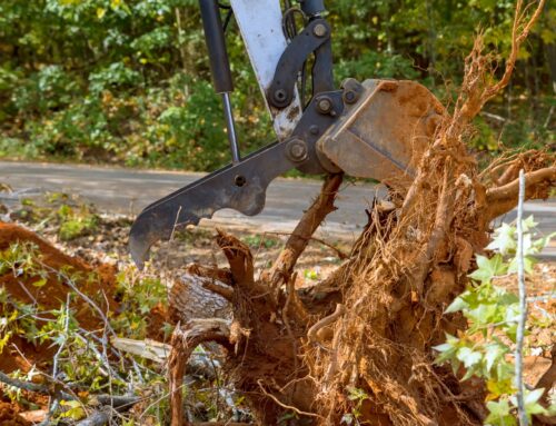 Baumwurzel entfernen – Diese Methoden helfen wirklich