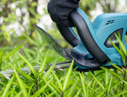 Heckenschnitt im Sommer: Was erlaubt ist – und was nicht