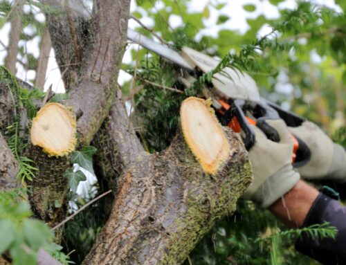 Baumfällung im Oktober: Was Sie wissen müssen – Genehmigungen, Ablauf und Tipps