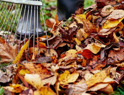 Herbstliche Gartenpflege: So machen Sie Ihren Garten winterfest
