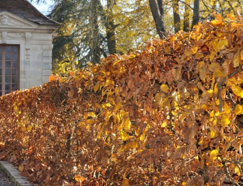 Heckenentfernung im Herbst: Wann und wie Sie vorgehen sollten