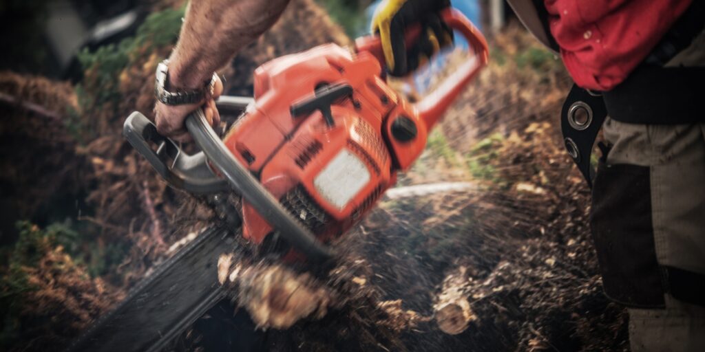 Baumstumpf Entfernung kosten