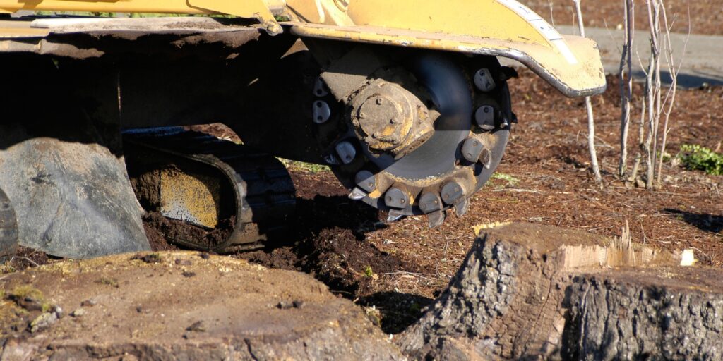 Baumstumpf Entfernung kosten