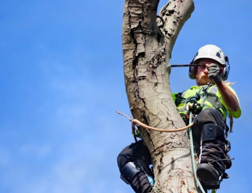 Was kostet eine Baumfällung? – Faktoren, Richtwerte und Praxisbeispiele