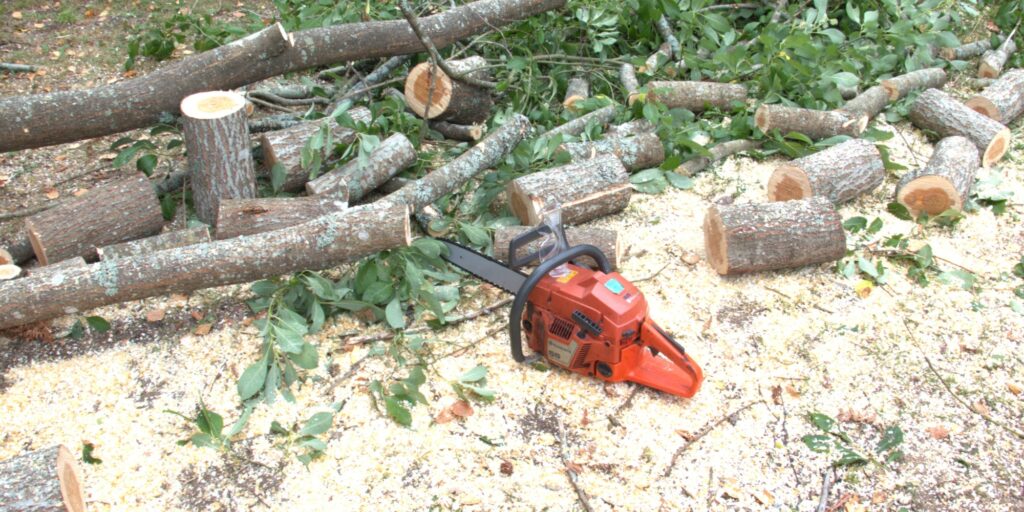 Baumstumpf Entfernung kosten