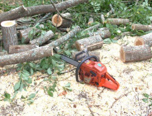 Wann darf man einen Baum fällen? Recht, Zeitfenster und Praxis-Tipps