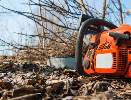 Wo beantragt man eine Fällgenehmigung in NRW?