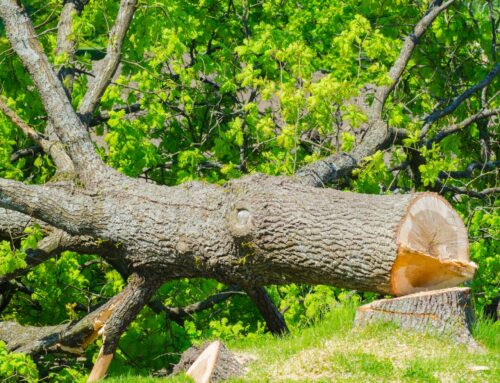 Wer darf Bäume fällen? – Rechte, Pflichten und Genehmigungen in Deutschland