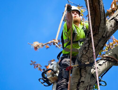 Wie gefährlich ist eine Baumfällung in der Nähe von Häusern?