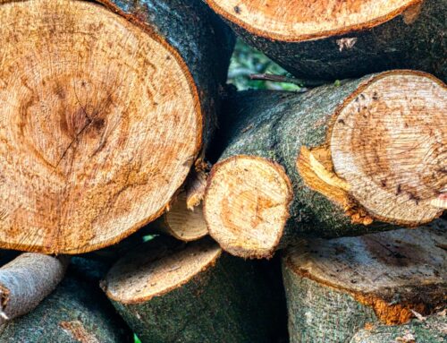 Was passiert mit dem Baum nach der Fällung? – Wege von Holz, Ästen und Wurzelstock