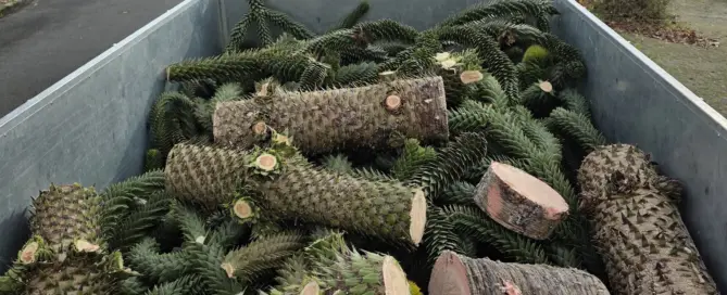 An diesen 10 Anzeichen erkennen Sie einen kranken Baum