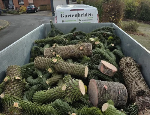 An diesen 10 Anzeichen erkennen Sie einen kranken Baum