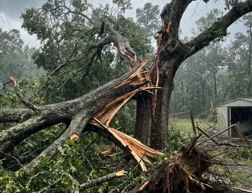 Wer zahlt, wenn ein Baum bei Sturm Schaden anrichtet