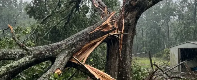 Sturmschaden Baum Versicherung