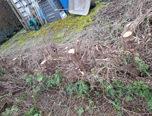 Diese vier Wege gibt es, eine Hecke samt Wurzel zu entfernen