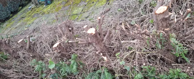 Vier Wege, eine Hecke samt Wurzel zu entfernen