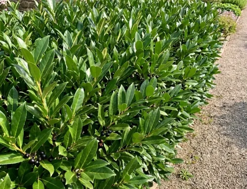Warum Kirschlorbeer aus dem Garten verschwinden sollte