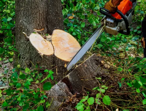 Wann ein Baum auch in der Schonzeit gefällt werden darf