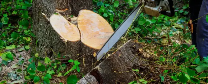 Notfall Baumfällung