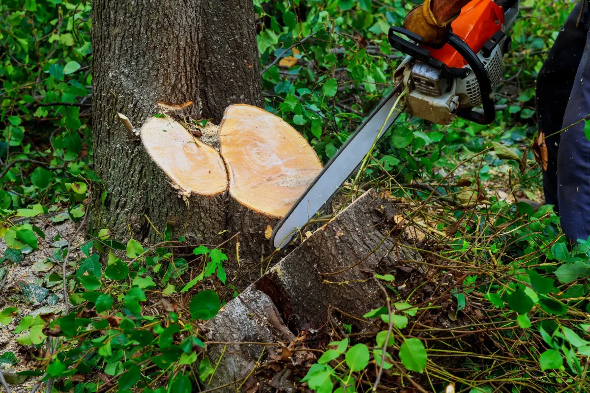 Notfall Baumfällung