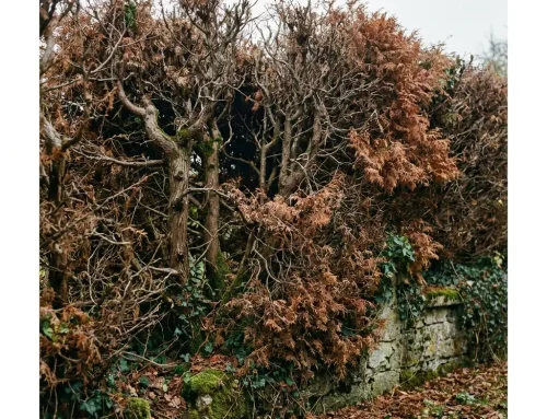 Was tun, wenn die Thuja-Hecke braun wird und weg muss