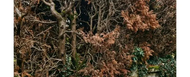 Braune, kahle oder kranke Thuja-Hecke? Warum sie meist nicht zu retten ist und wie Sie den Lebensbaum samt flachem Wurzelteller loswerden.