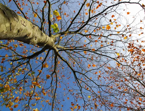 Warum Ihr Baum im Hochsommer plötzlich Blätter verliert
