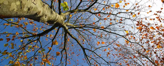 Braune Blätter mitten im August? Woran Sie Trockenstress, Notlaubfall und echte Krankheiten unterscheiden und wann der Baum wirklich gefährdet ist