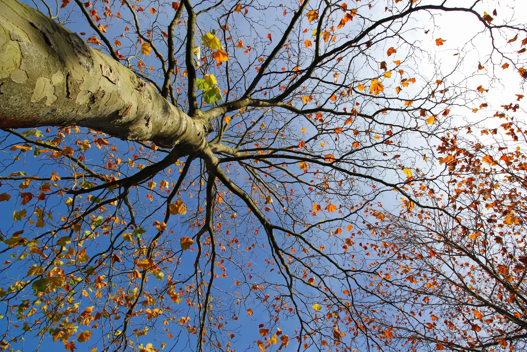 Braune Blätter mitten im August? Woran Sie Trockenstress, Notlaubfall und echte Krankheiten unterscheiden und wann der Baum wirklich gefährdet ist