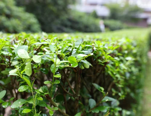 Ab dem 1. Oktober darf die Hecke raus: jetzt planen