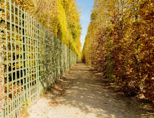 Hecke oder Zaun: was an der Grundstücksgrenze besser passt