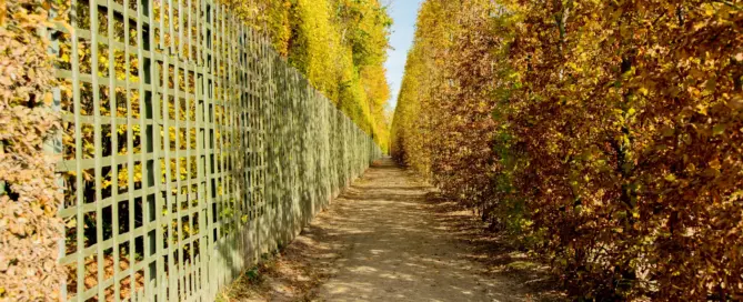Sichtschutz, Pflegeaufwand, Nachbarrecht: Woran Sie erkennen, ob an Ihrer Grundstücksgrenze eine Hecke oder ein Zaun die bessere Wahl ist.