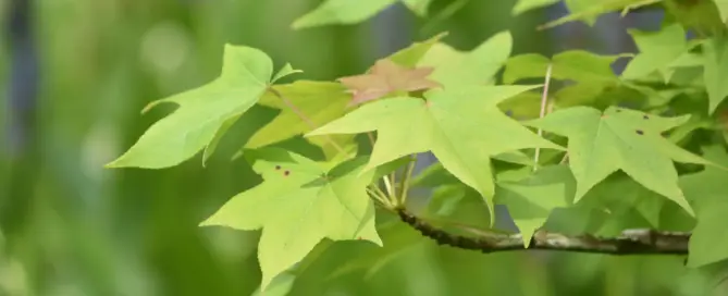 Welche Bäume Hitze und Trockenheit im Garten aushalten
