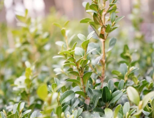 Wann die Buchsbaumhecke nach Zünslerbefall raus muss