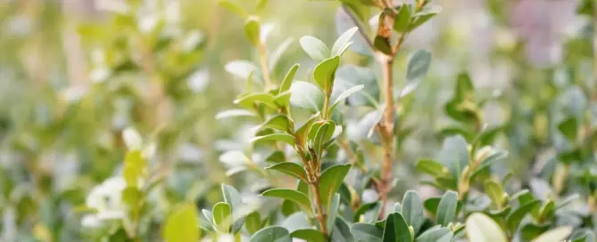 Wann die Buchsbaumhecke nach Zünslerbefall raus muss