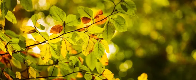 Was Sie bei Laub und Ästen vom Nachbarbaum tun dürfen