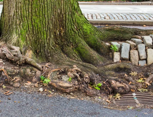 Wann Baumwurzeln Abwasserrohr, Pflaster und Terrasse beschädigen
