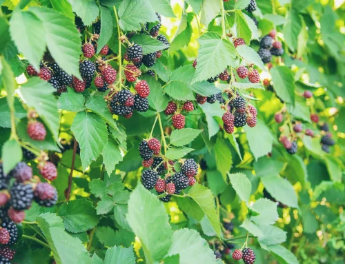 Wie Sie Brombeeren und verwildertes Gebüsch dauerhaft loswerden