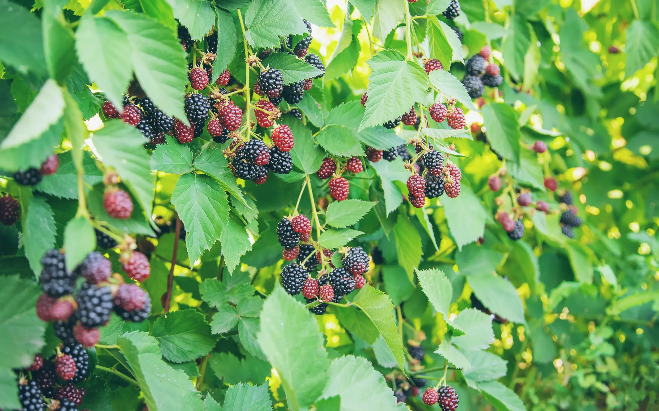 Brombeeren kommen nach jedem Schnitt zurück? Warum der Wurzelstock das Problem ist, was die Schonzeit erlaubt und wie Sie das Gestrüpp loswerden.