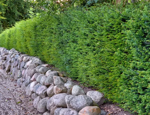 Was gilt, wenn die Hecke genau auf der Grundstücksgrenze steht