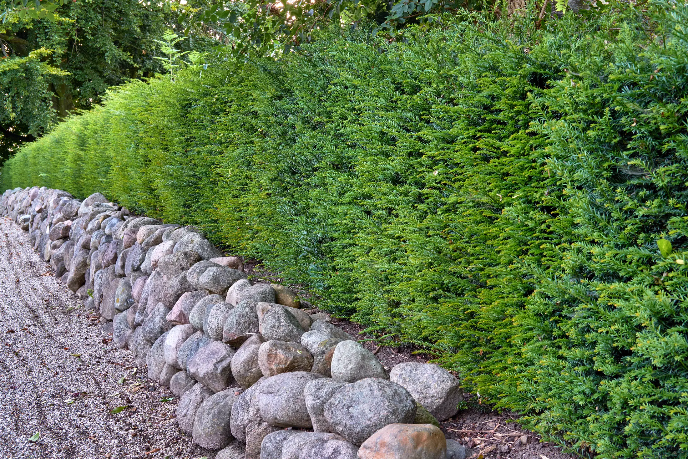 Steht die Hecke genau auf der Grenze, haben oft beide Nachbarn Rechte daran. Was jeder allein darf, was nur gemeinsam geht und wie die Entfernung abläuft.
