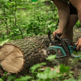 A man with a chainsaw cuts the tree